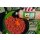 Dynamite Baits Premium Liquid Carp Food - CSL