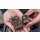 Preston Distance Cage Feeder New 2018 - Small 25g