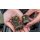 Preston Distance Cage Feeder New 2018 - Small 55g