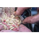 Preston Clik Cap Feeders - Small 45g