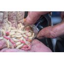 Preston Clik Cap Feeders - Medium 60g